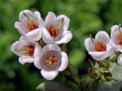 Brusnice brusinka (Vaccinia vitis-idaea L.)