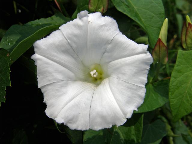 Opletník plotní (Calystegia sepium (L.) R. Br.)