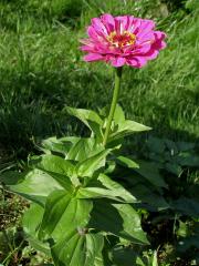 Ostálka sličná (Zinnia elegans Jacq.)