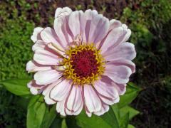 Ostálka sličná (Zinnia elegans Jacq.)