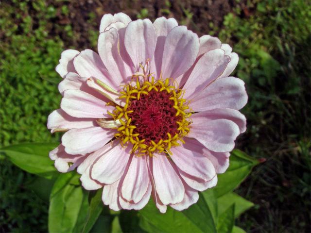 Ostálka sličná (Zinnia elegans Jacq.)