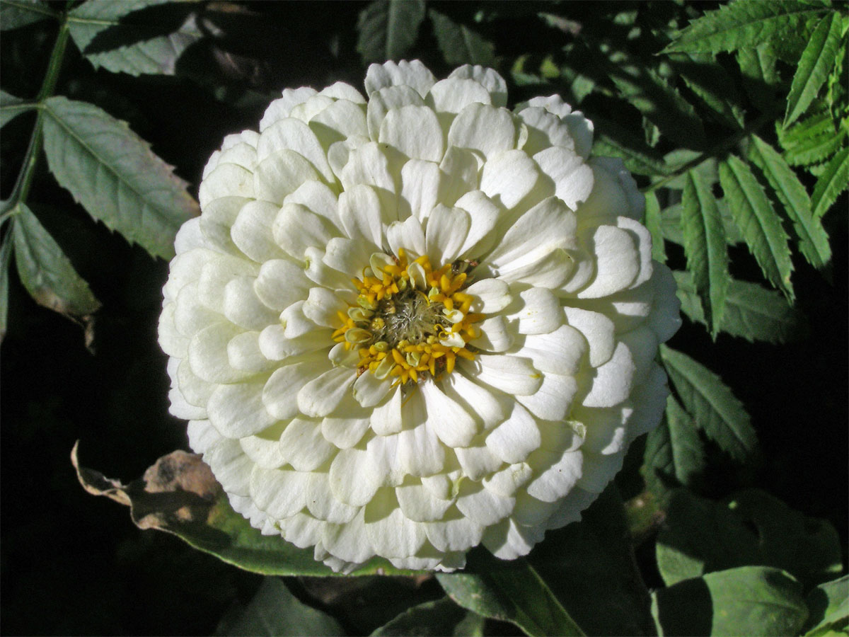 Ostálka sličná (Zinnia elegans Jacq.)