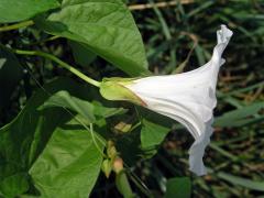 Opletník plotní (Calystegia sepium (L.) R. Br.)