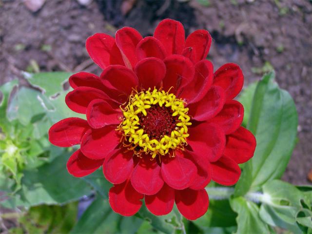 Ostálka sličná (Zinnia elegans Jacq.)