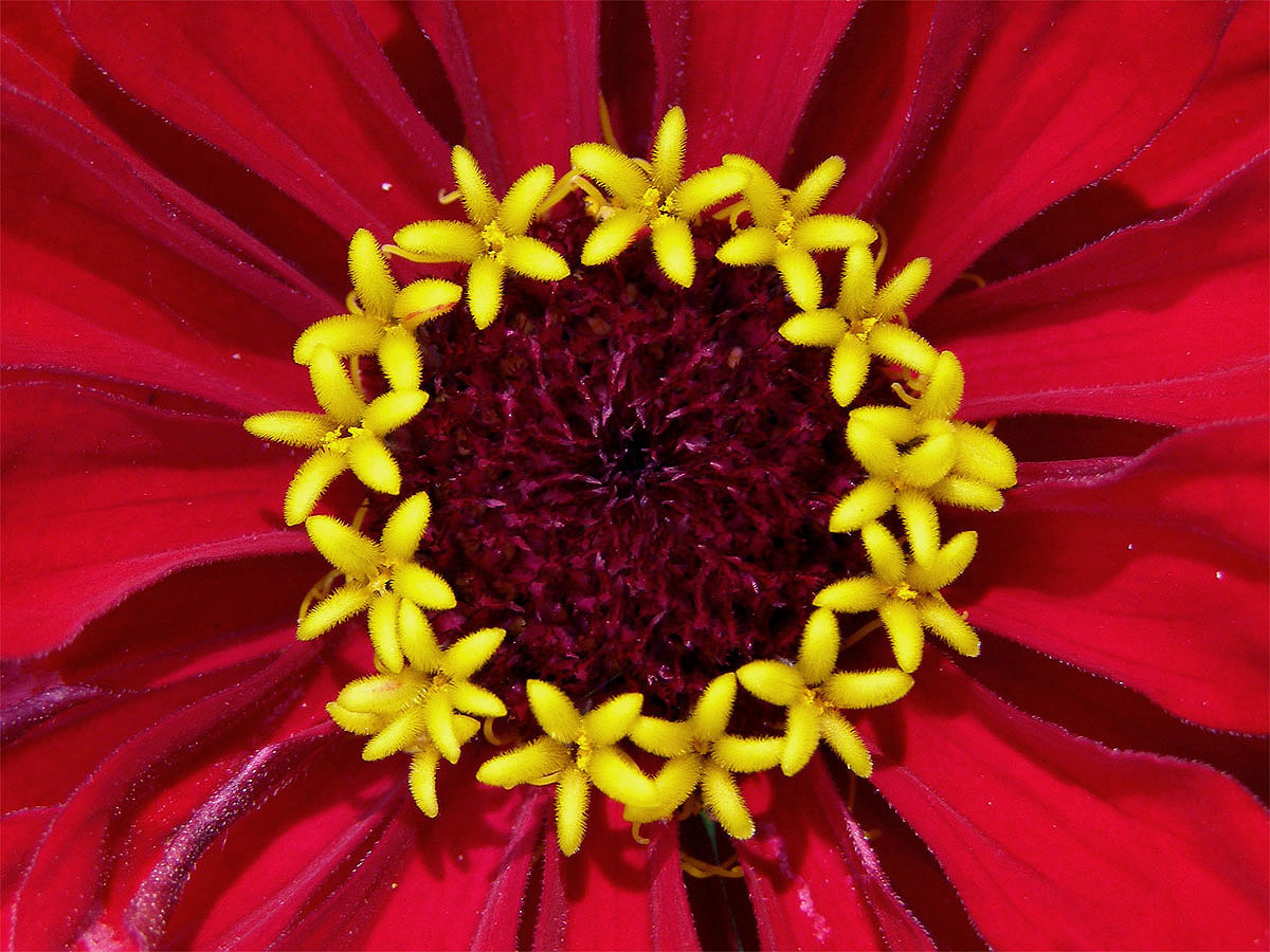 Ostálka sličná (Zinnia elegans Jacq.)