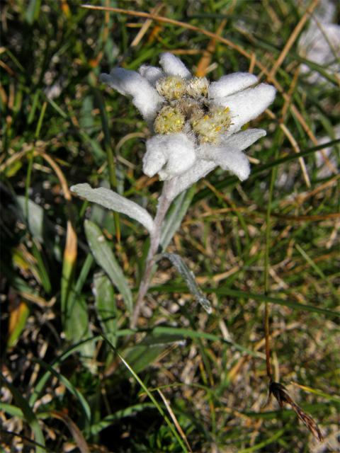 Plesnivec alpský (Leontopodium alpinum Cass.)