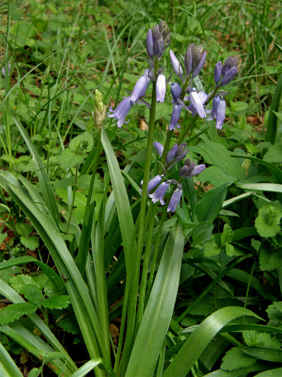 Hyacintovec španělský (Hyacinthoides hispanica (Mill.) Rothm.)