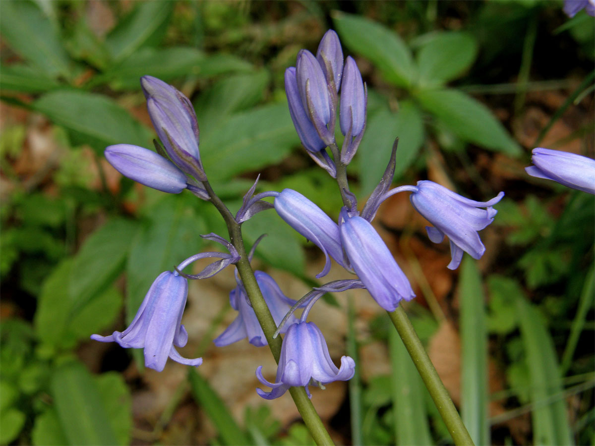 Hyacintovec španělský (Hyacinthoides hispanica (Mill.) Rothm.)