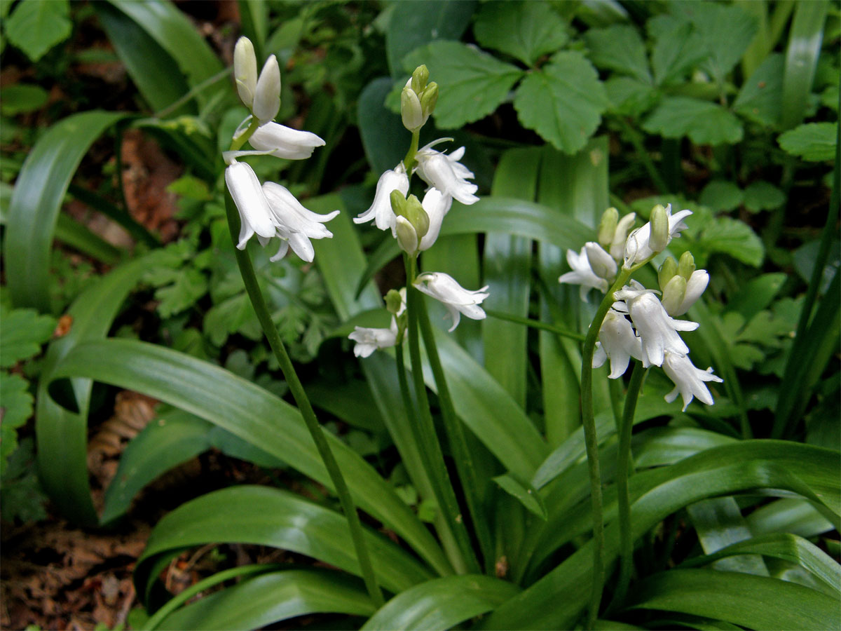 Hyacintovec španělský (Hyacinthoides hispanica (Mill.) Rothm.)