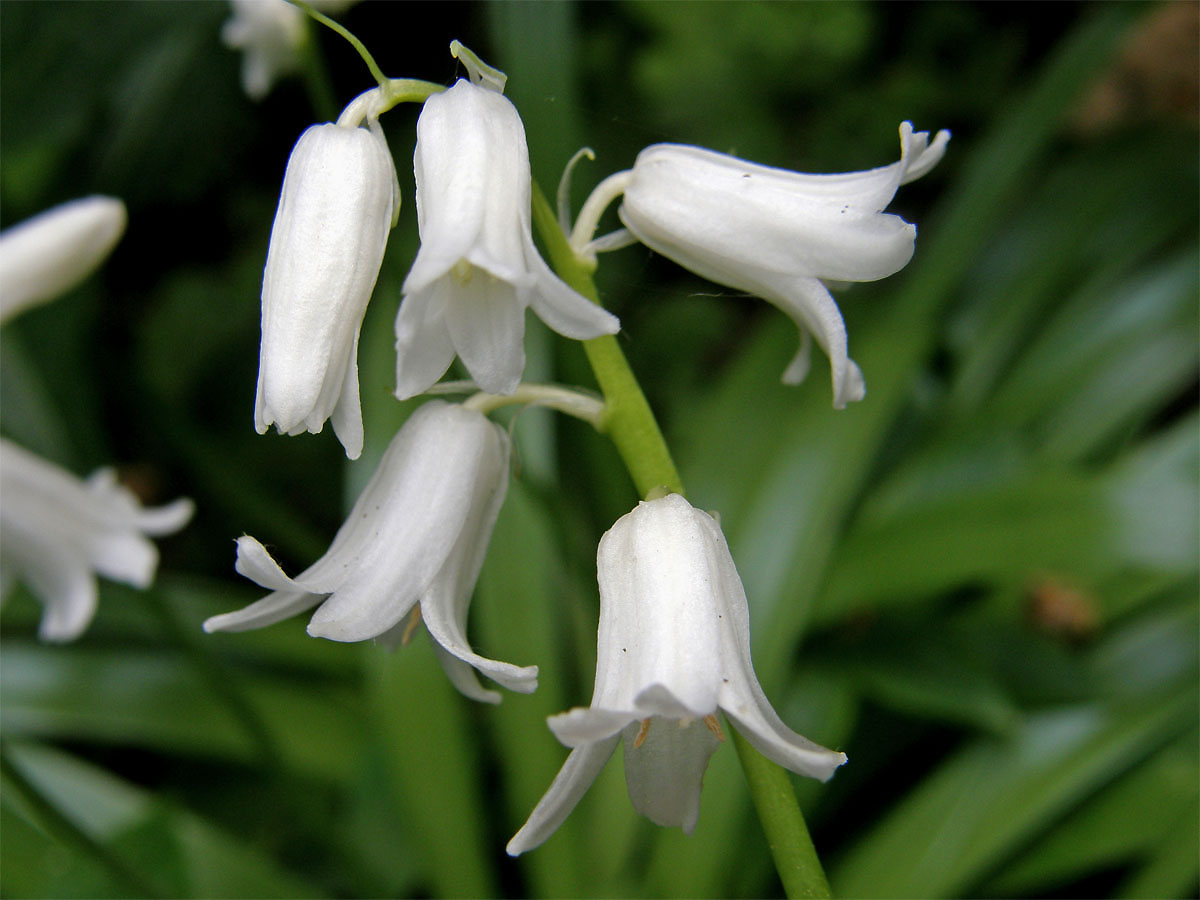 Hyacintovec španělský (Hyacinthoides hispanica (Mill.) Rothm.)