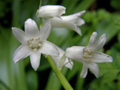 Hyacintovec španělský (Hyacinthoides hispanica (Mill.) Rothm.)