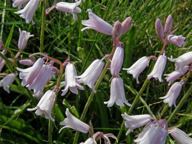 Hyacintovec španělský (Hyacinthoides hispanica (Mill.) Rothm.)