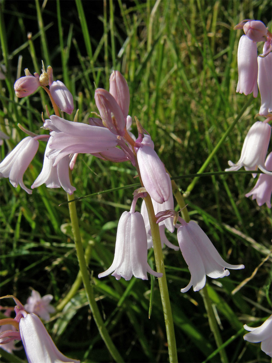 Hyacintovec španělský (Hyacinthoides hispanica (Mill.) Rothm.)