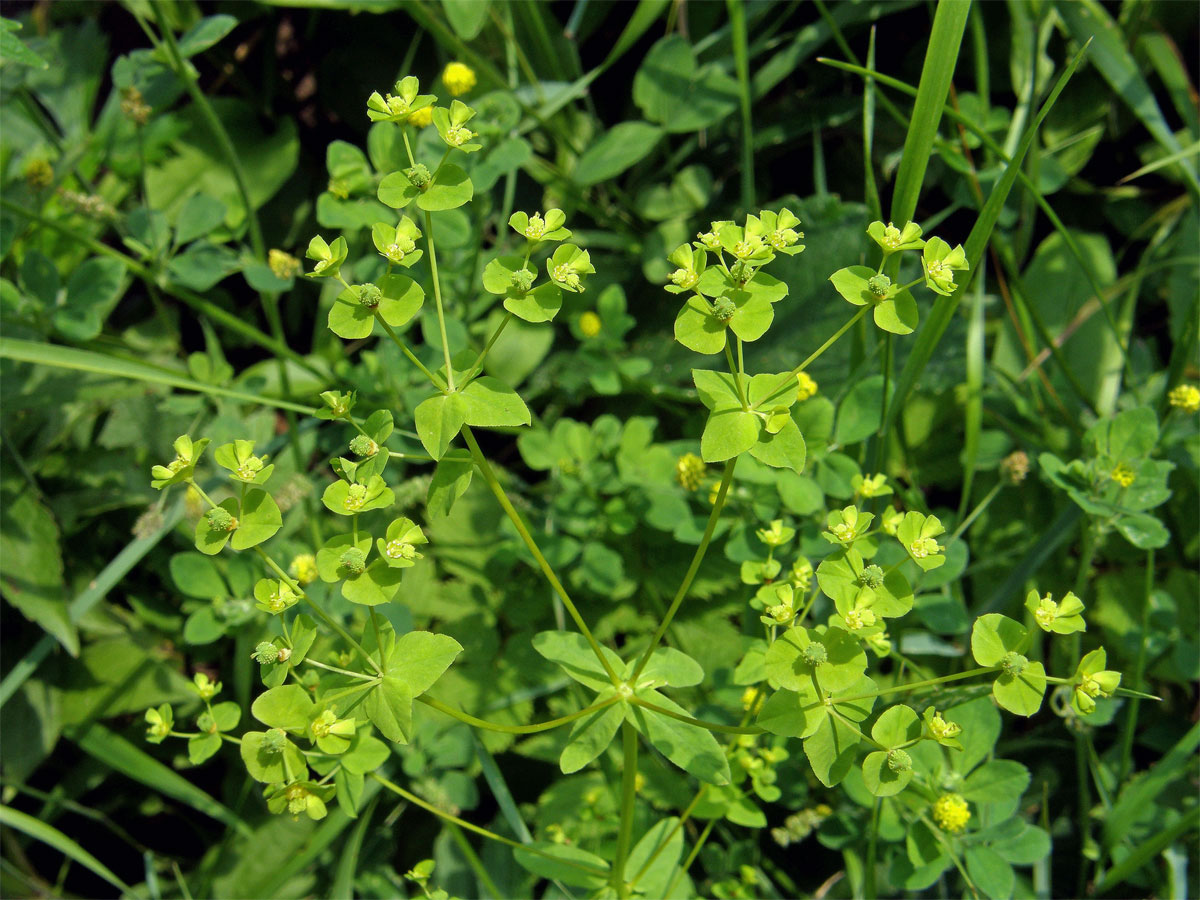 Pryšec hranatý (Euphorbia angulata Jacq.)