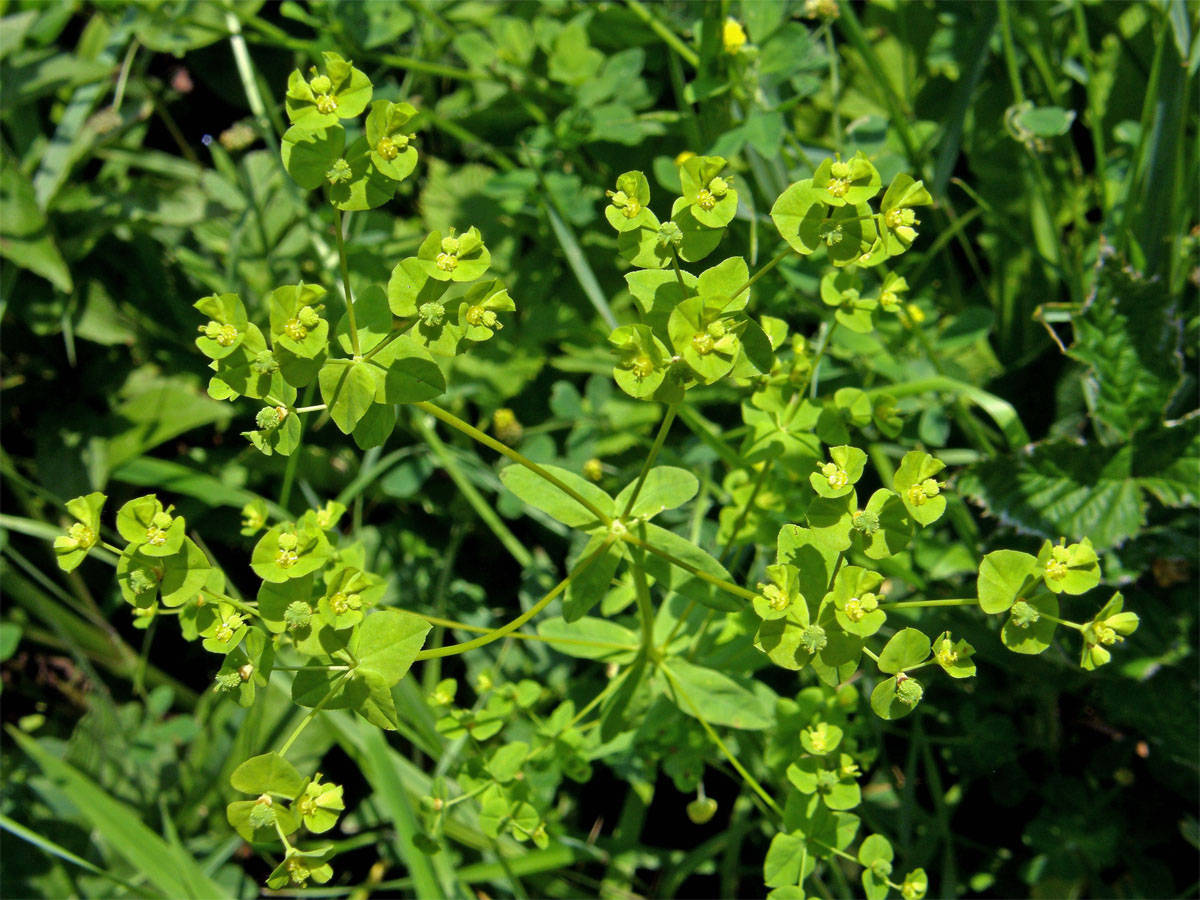 Pryšec hranatý (Euphorbia angulata Jacq.)