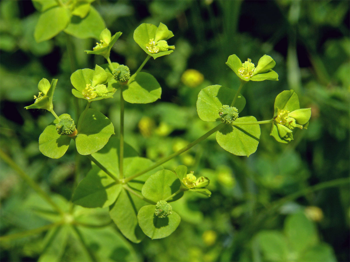 Pryšec hranatý (Euphorbia angulata Jacq.)