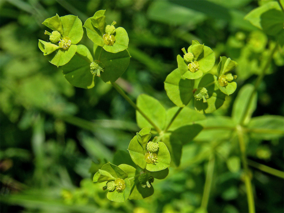 Pryšec hranatý (Euphorbia angulata Jacq.)