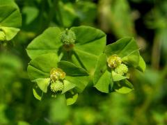 Pryšec hranatý (Euphorbia angulata Jacq.)