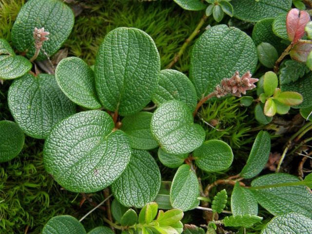 Vrba síťnatá (Salix reticulata L.)