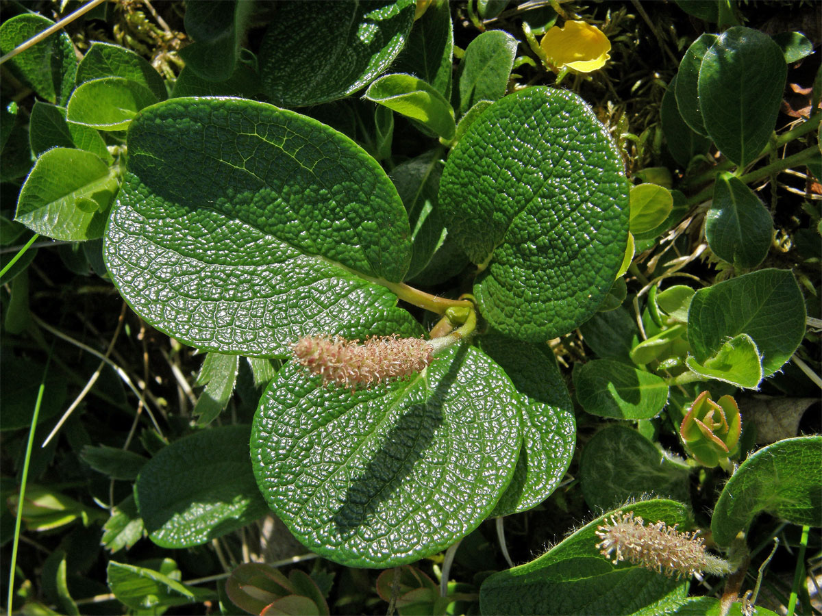 Vrba síťnatá (Salix reticulata L.)