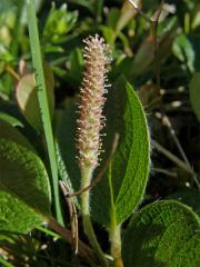 Vrba síťnatá (Salix reticulata L.)