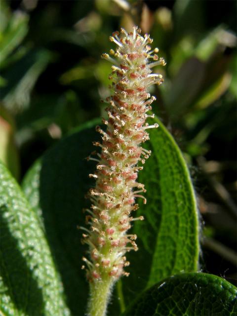 Vrba síťnatá (Salix reticulata L.)