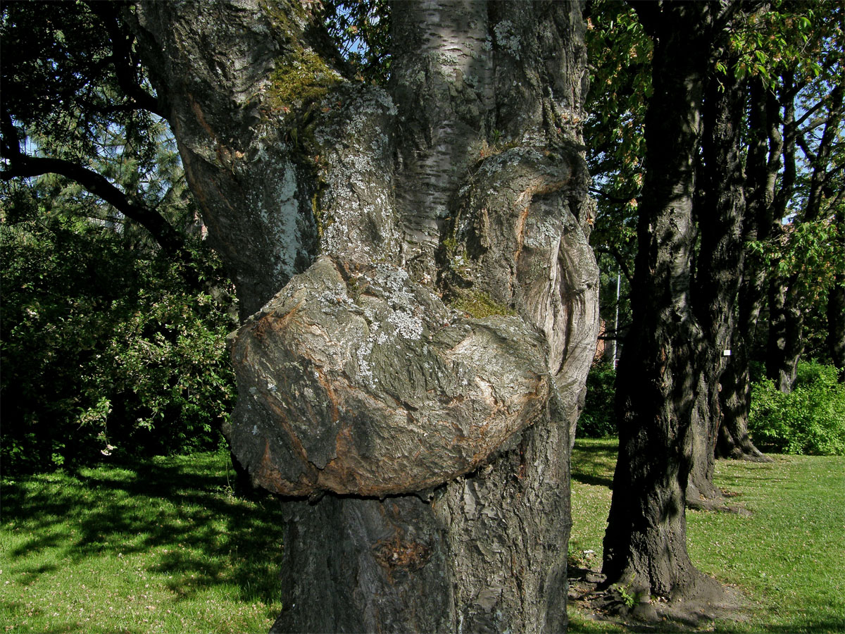 Sakura ozdobná (Prunus serrulata Lindl) (1a) s nádorem na kmeni