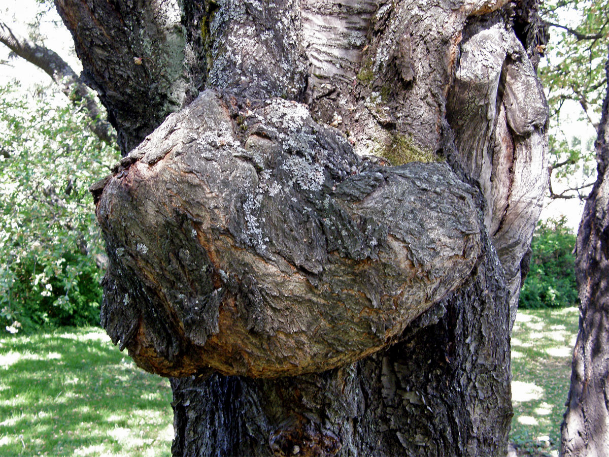 Sakura ozdobná (Prunus serrulata Lindl) (1b) s nádorem na kmeni