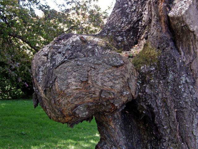 Sakura ozdobná (Prunus serrulata Lindl) (1c) s nádorem na kmeni