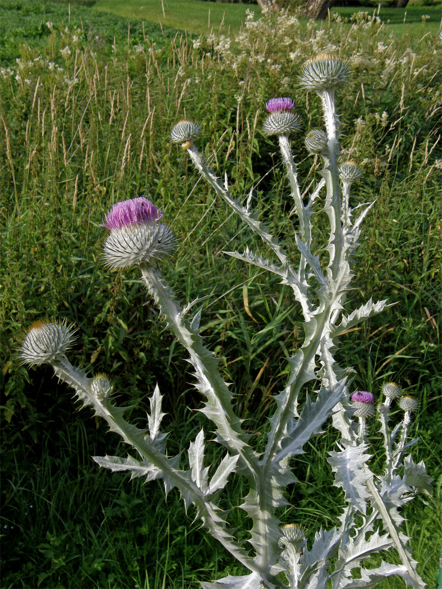 Ostropes ilyrsky (Onopordum illyricum L.)