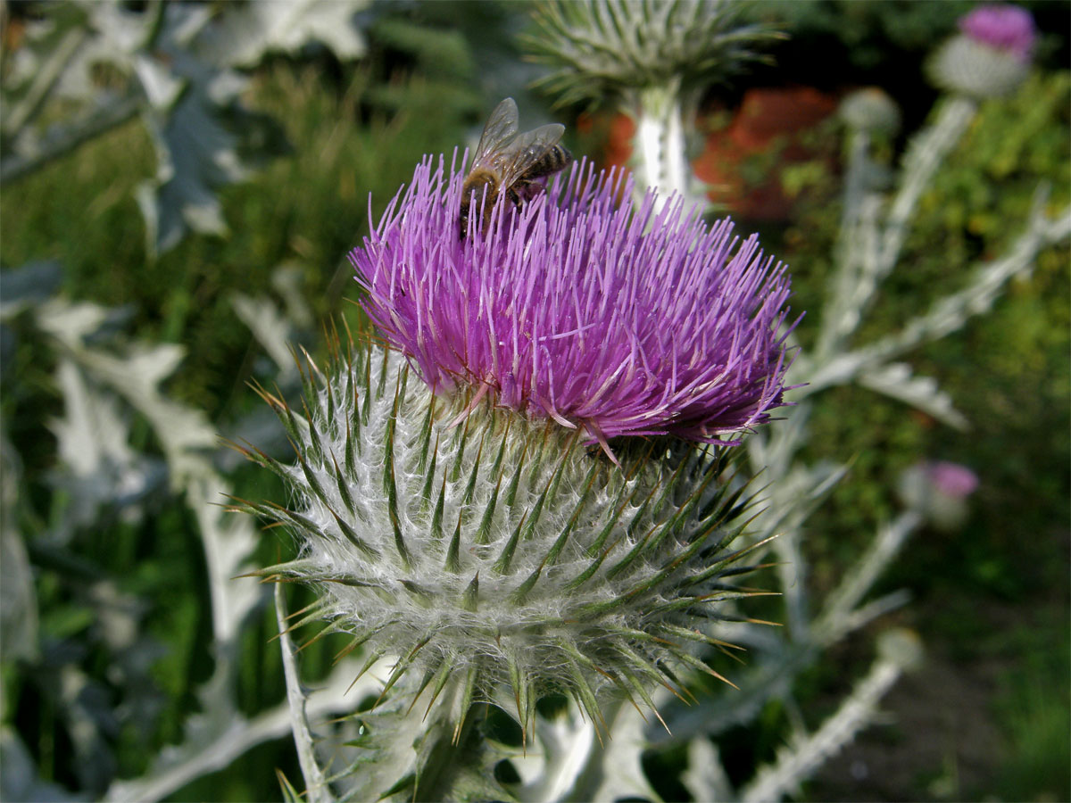 Ostropes ilyrsky (Onopordum illyricum L.)