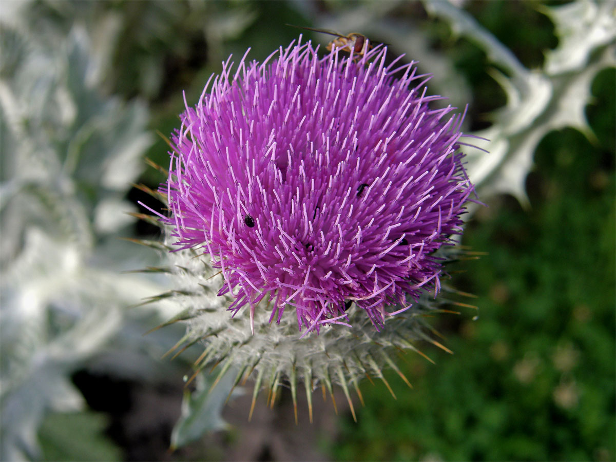 Ostropes ilyrsky (Onopordum illyricum L.)