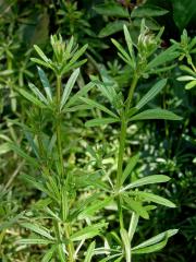 Svízel přítula (Galium aparine L.)