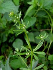 Svízel přítula (Galium aparine L.)