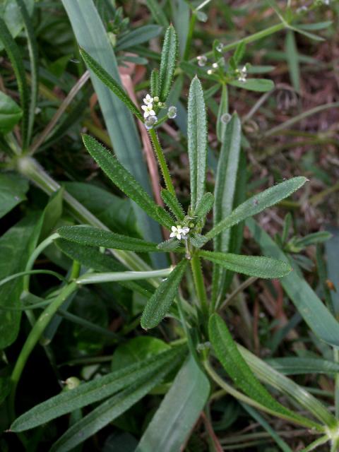 Svízel přítula (Galium aparine L.)