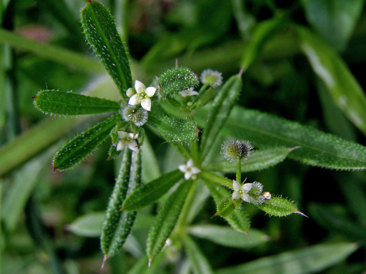 Svízel přítula (Galium aparine L.)