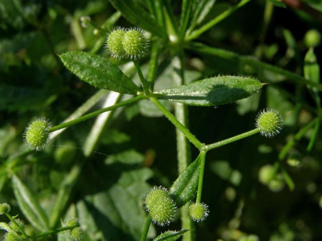 Svízel přítula (Galium aparine L.)