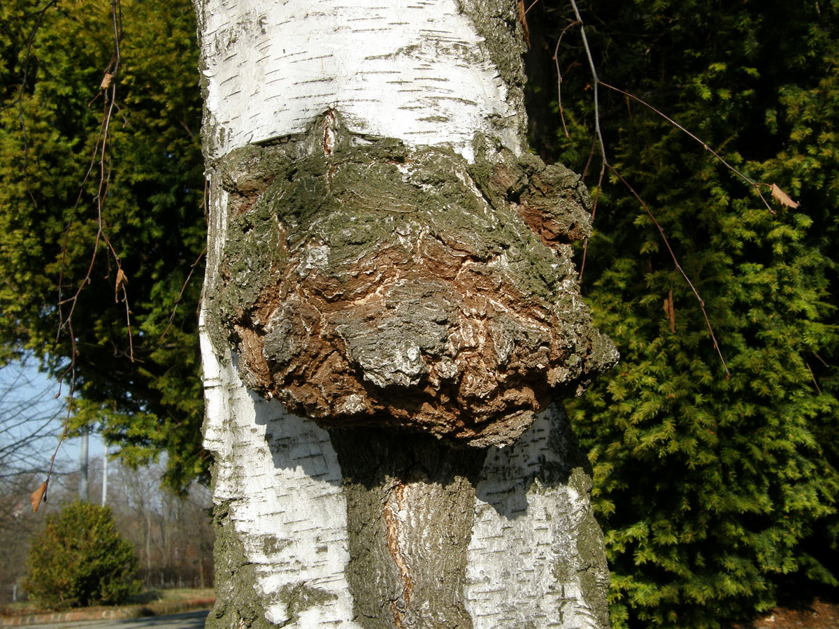 Nádor na bříze bělokoré (Betula pendula Roth) (2a)