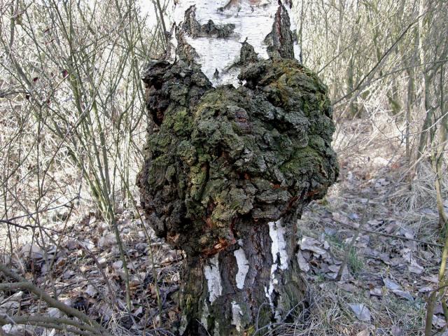 Nádor na bříze bělokoré (Betula pendula Roth) (3)