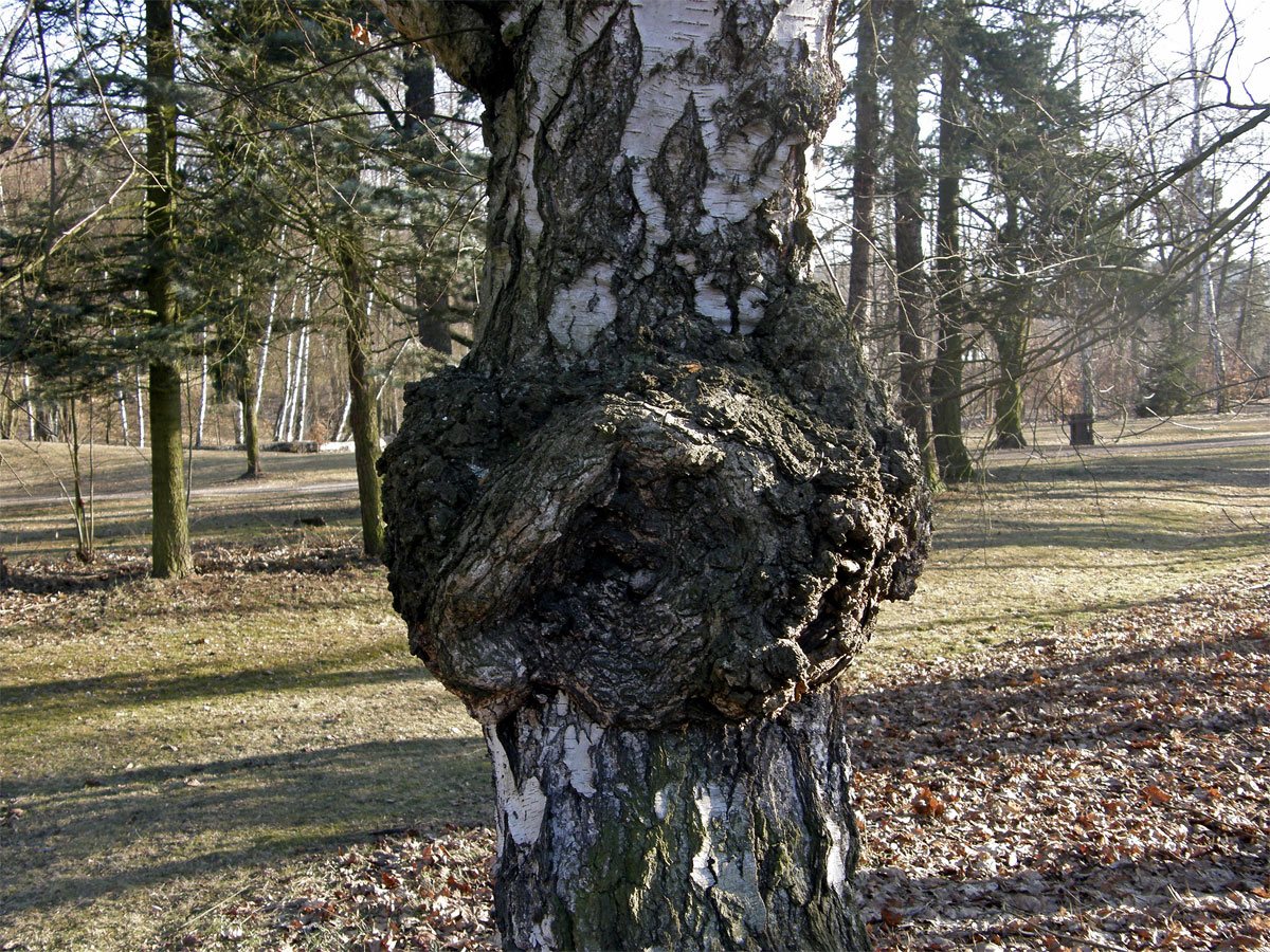 Nádor na bříze bělokoré (Betula pendula Roth) (4)