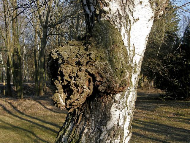 Nádor na bříze bělokoré (Betula pendula Roth) (4)