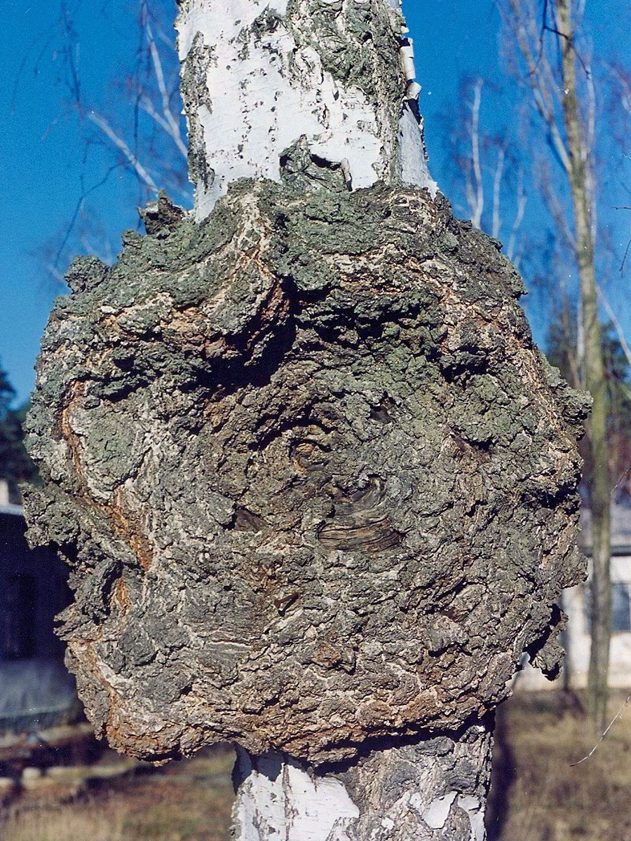 Nádor na bříze bělokoré (Betula pendula Roth) (5)