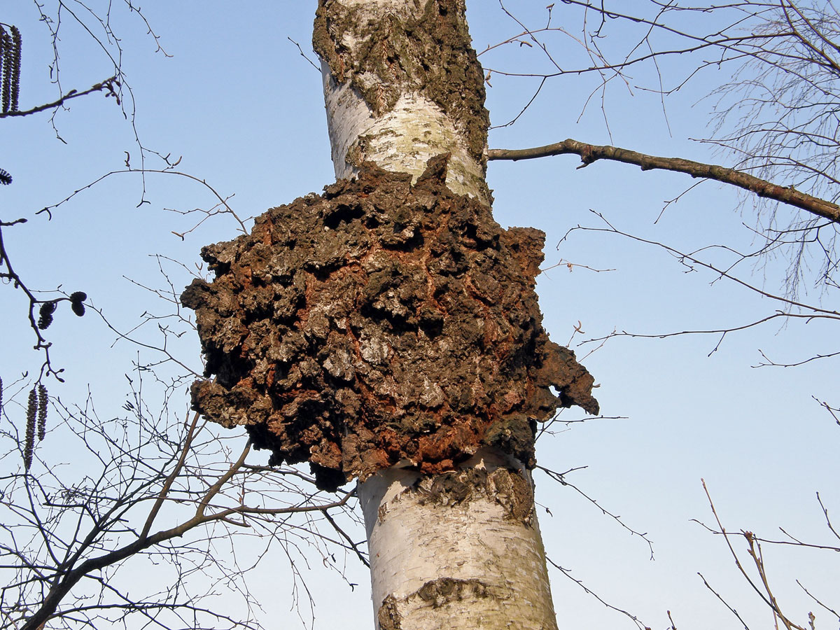 Nádor na bříze bělokoré (Betula pendula Roth) (7)