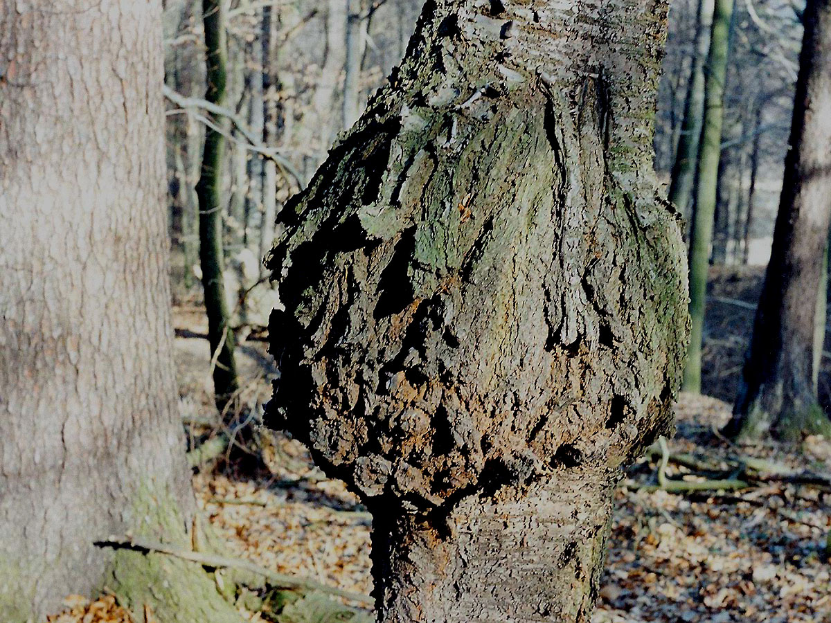 Třešeň ptačí (Prunus avium (L.) L.) (2) s nádorem na kmeni