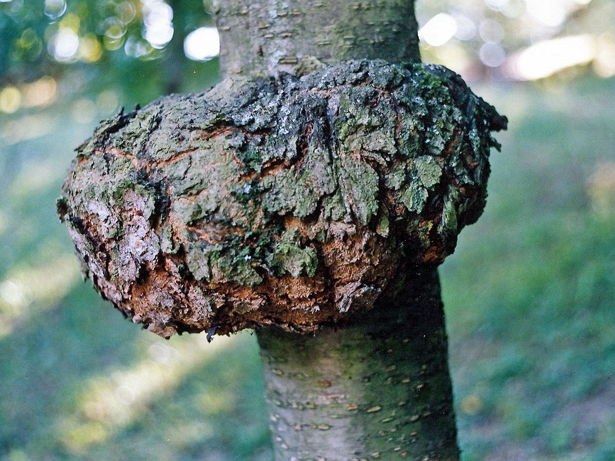 Třešeň ptačí (Prunus avium (L.) L.) (3) s nádorem na kmeni