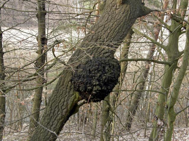 Topol osika (Populus tremula L.) s nádorem na kmeni (1b)