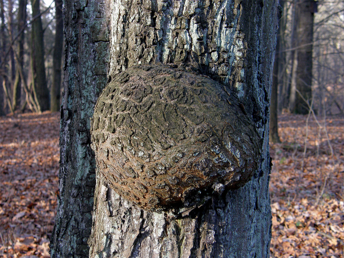 Nádor na habru obecném (Carpinus betulus L.) (2a)