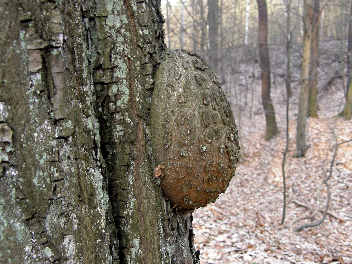 Nádor na habru obecném (Carpinus betulus L.) (2b)