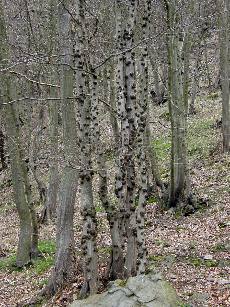 Nádor na habru obecném (Carpinus betulus L.) (3a)