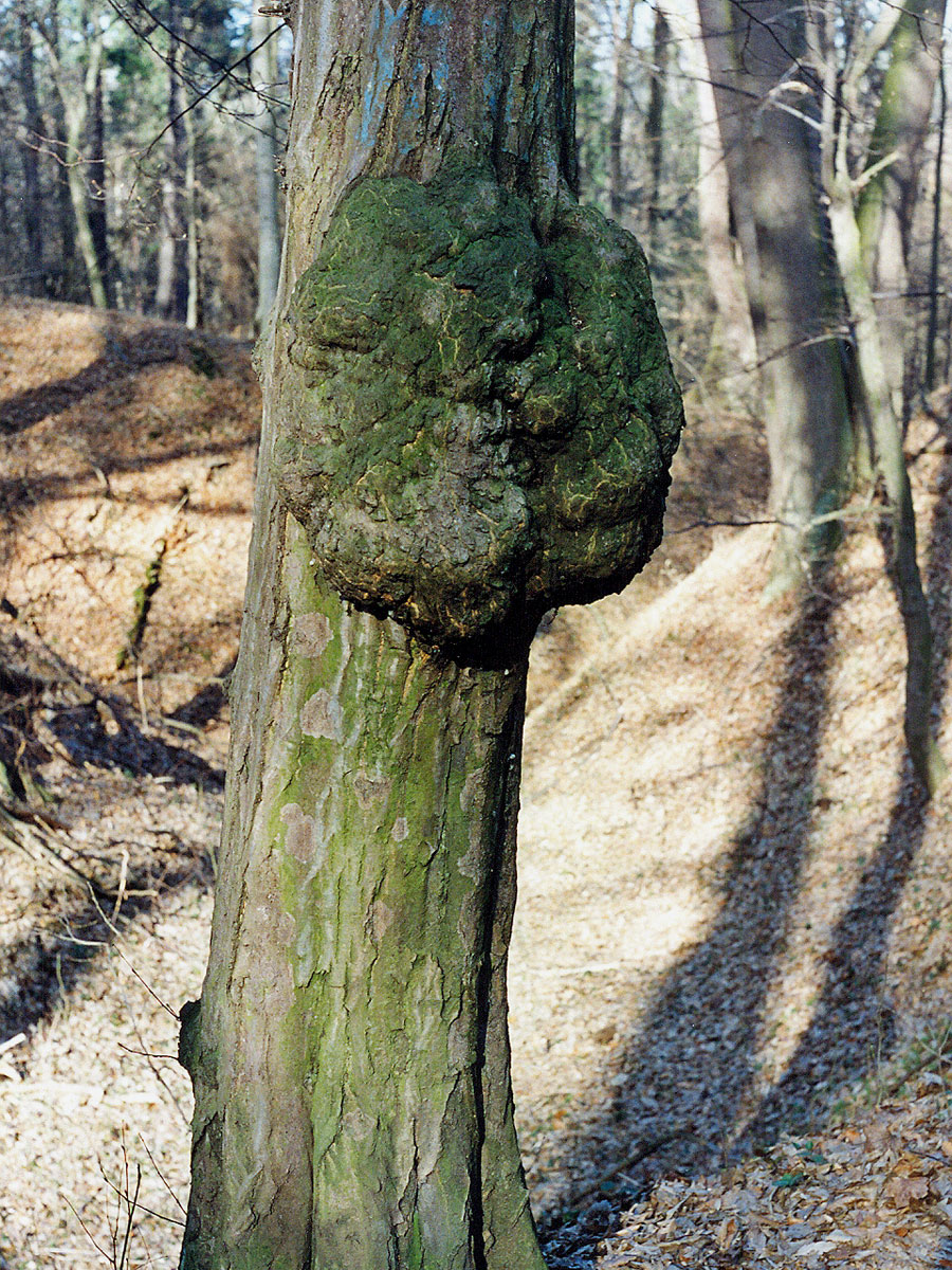 Nádor na habru obecném (Carpinus betulus L.) (4a)